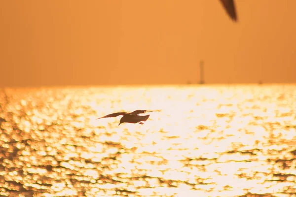 Silhouettes Seagulls Flying Sea Sunset Light — Stock Photo, Image