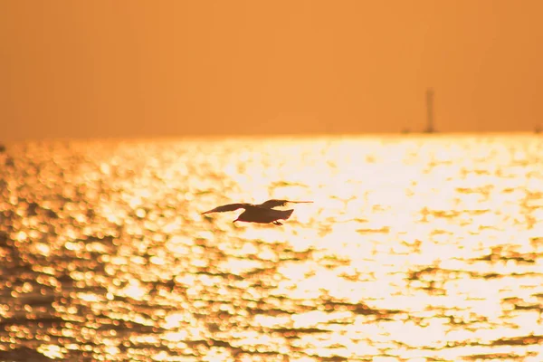 Silhouettes Mouettes Volant Dessus Mer Avec Lumière Coucher Soleil — Photo