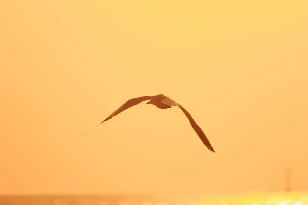 Silhuetter Måger Der Flyver Havet Med Solnedgangslys - Stock-foto