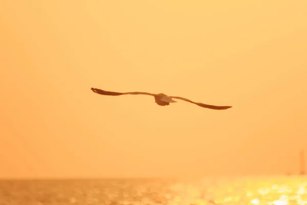 Silhouettes Mouettes Volant Dessus Mer Avec Lumière Coucher Soleil — Photo
