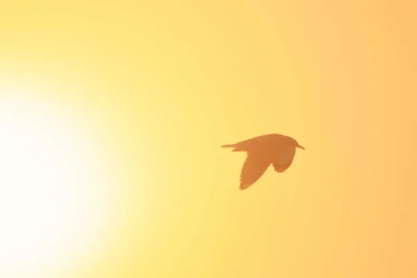 Silhouetten Von Möwen Fliegen Sonnenuntergang Ist Ein Sumpfvogel Der Küste — Stockfoto