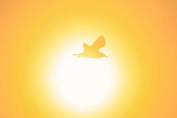 Silhouette Gabbiani Che Volano Tramonto Uccello Delle Zone Umide Lungo — Foto Stock