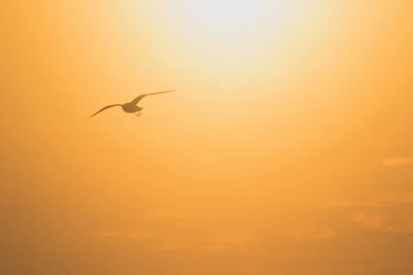 Silhouettes Sirályok Repül Naplementében Van Egy Vizes Élőhely Madár Part — Stock Fotó