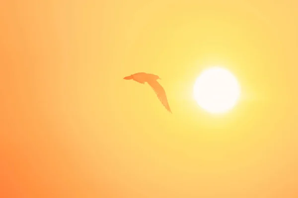 海鸥在夕阳下飞翔的轮廓 是沿海的一种湿地鸟类吗 — 图库照片