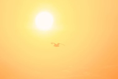 Gün batımında uçan martı siluetleri kıyı boyunca uzanan bir sulak arazi kuşudur.