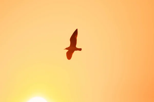Силуети Чайок Літають Під Час Заходу Сонця — стокове фото