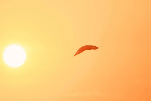 해변을 날으는 갈매기의 실루엣 — 스톡 사진