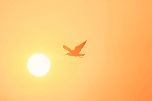 Siluetas Gaviotas Volando Atardecer Ave Humedales Largo Costa — Foto de Stock