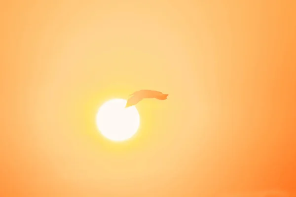 해변을 날으는 갈매기의 실루엣 — 스톡 사진