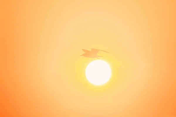 Silhouette Gabbiani Che Volano Tramonto Uccello Delle Zone Umide Lungo — Foto Stock