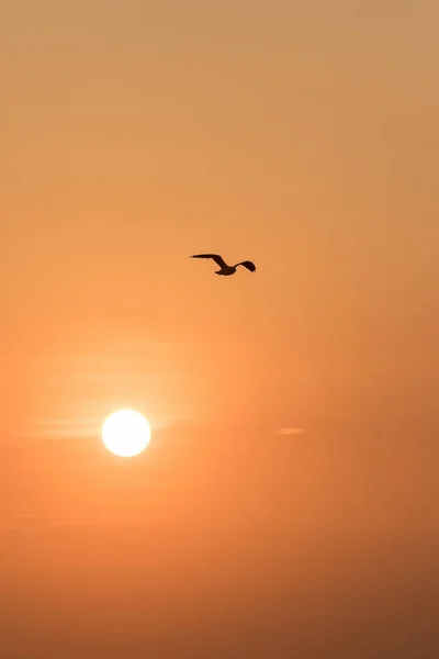 Silhouettes Sirályok Repül Naplementében Van Egy Vizes Élőhely Madár Part — Stock Fotó