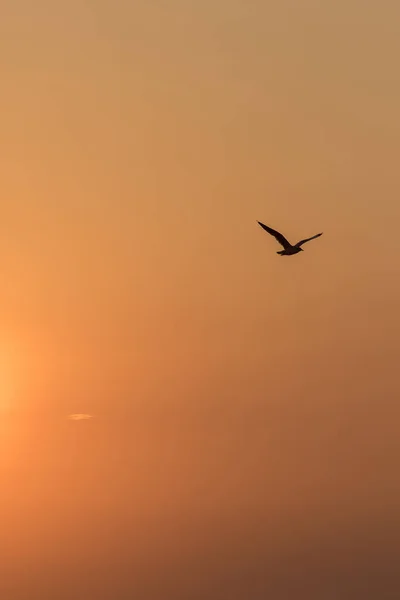 Silhouetten Von Möwen Fliegen Sonnenuntergang Ist Ein Sumpfvogel Der Küste — Stockfoto