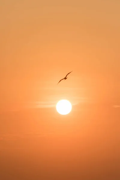 Silhouettes Seagulls Flying Sunset Wetlands Bird Coast — Stock Photo, Image