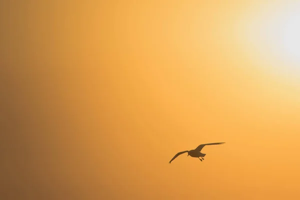 Силуети Чайок Літають Під Час Заходу Сонця — стокове фото