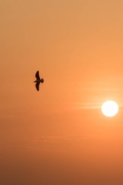 Gün batımında uçan martı siluetleri kıyı boyunca uzanan bir sulak arazi kuşudur.
