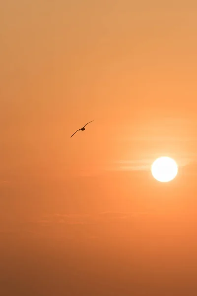 Silhouetten Von Möwen Fliegen Sonnenuntergang Ist Ein Sumpfvogel Der Küste — Stockfoto