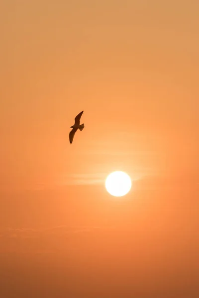 Silhouettes Sirályok Repül Naplementében Van Egy Vizes Élőhely Madár Part — Stock Fotó