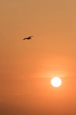 Gün batımında uçan martı siluetleri kıyı boyunca uzanan bir sulak arazi kuşudur.