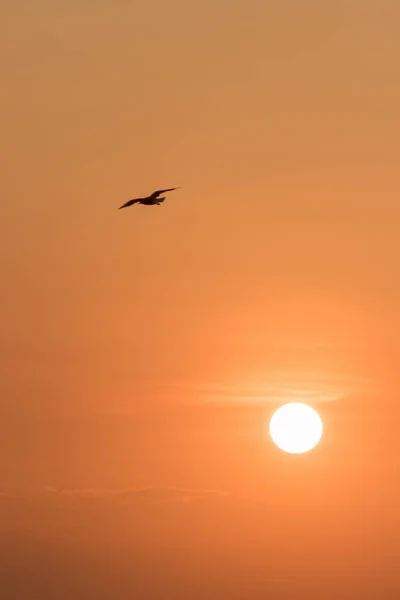 Silhouettes Sirályok Repül Naplementében Van Egy Vizes Élőhely Madár Part — Stock Fotó