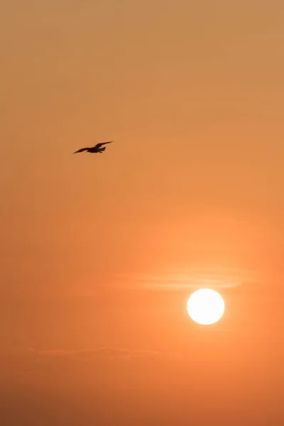 Silhouettes Sirályok Repül Naplementében Van Egy Vizes Élőhely Madár Part — Stock Fotó