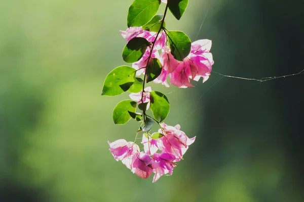 Бугаинвиллея Глабра Красивое Розовое Цветение — стоковое фото