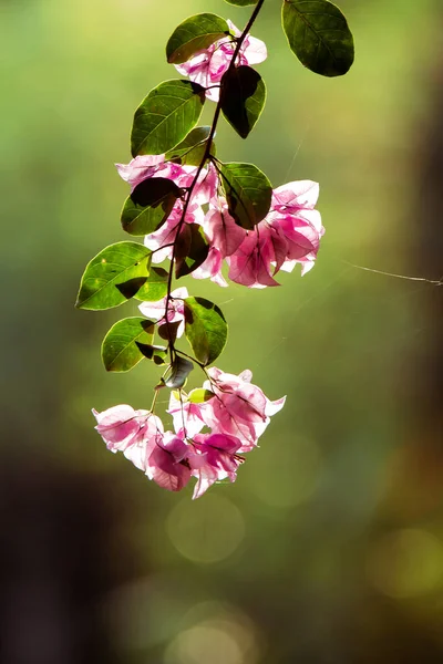 Bougainvillea Glabra Choisy Belle Floraison Rose — Photo