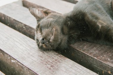 Kara kedi ahşap zeminde rahat bir şekilde uyudu..