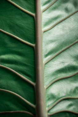 Koyu yeşil fil yaprağı.