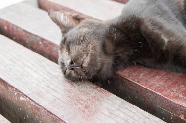 Kara kedi ahşap zeminde rahat bir şekilde uyudu..