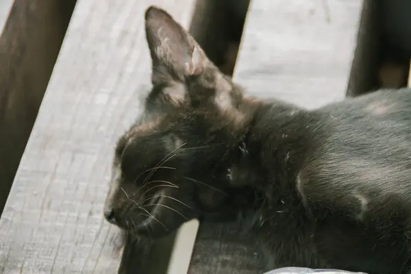 Gato Preto Dormiu Confortavelmente Chão Madeira — Fotografia de Stock