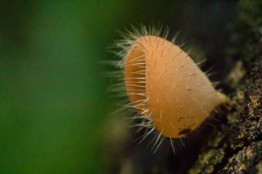 Cookeina sulcipes, Mantar Kupası, Pink BURN CUP kuru kereste, taze renkli, yenilebilir değil.