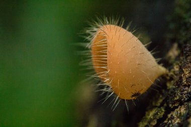 Cookeina sulcipes, Mantar Kupası, Pink BURN CUP kuru kereste, taze renkli, yenilebilir değil.