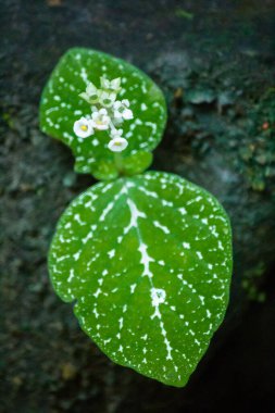 Kayaların üzerindeki küçük beyaz çiçekler nemli yeşil ormanlarda yetişir..