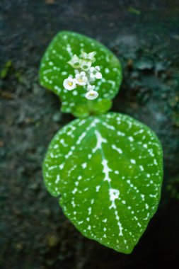 Kayaların üzerindeki küçük beyaz çiçekler nemli yeşil ormanlarda yetişir..