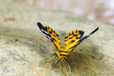 Askeri Dysphania güvesi, Geometridae familyasından bir kelebek olan renkli bir kanal boyunca beyaz kayaların üzerine tünemişti.