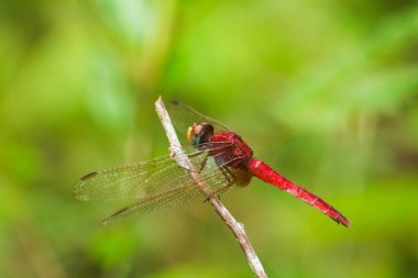 Daldaki kırmızı yusufçuk Kanatlarını güneşe açmalılar