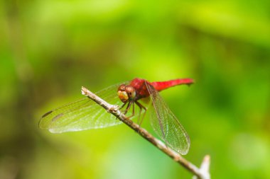 Daldaki kırmızı yusufçuk Kanatlarını güneşe açmalılar