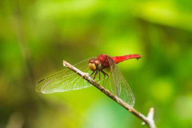 Daldaki kırmızı yusufçuk Kanatlarını güneşe açmalılar