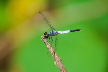 Kuru bir dalda mavi bir yusufçuk dinlenmek için güneşe güvenir.
