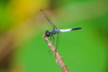 Kuru bir dalda mavi bir yusufçuk dinlenmek için güneşe güvenir.