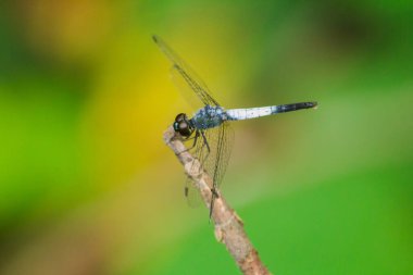 Kuru bir dalda mavi bir yusufçuk dinlenmek için güneşe güvenir.
