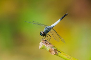 Kuru bir dalda mavi bir yusufçuk dinlenmek için güneşe güvenir.