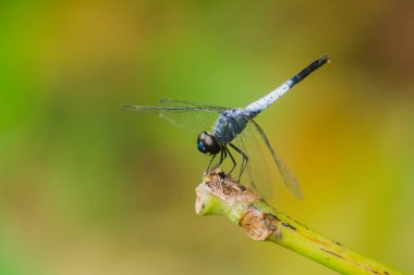 Kuru bir dalda mavi bir yusufçuk dinlenmek için güneşe güvenir.