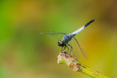 Kuru bir dalda mavi bir yusufçuk dinlenmek için güneşe güvenir.