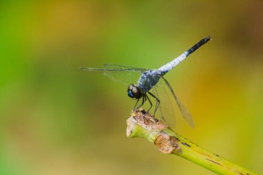 Kuru bir dalda mavi bir yusufçuk dinlenmek için güneşe güvenir.