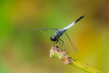Kuru bir dalda mavi bir yusufçuk dinlenmek için güneşe güvenir.