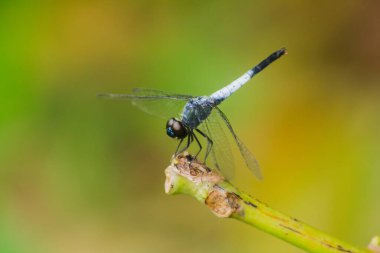 Kuru bir dalda mavi bir yusufçuk dinlenmek için güneşe güvenir.
