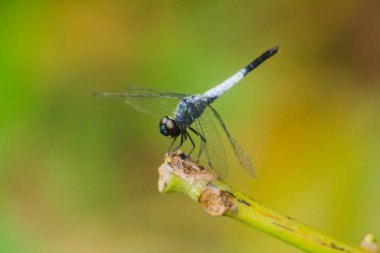 Kuru bir dalda mavi bir yusufçuk dinlenmek için güneşe güvenir.