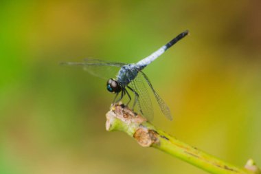 Kuru bir dalda mavi bir yusufçuk dinlenmek için güneşe güvenir.