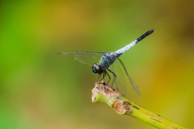 Kuru bir dalda mavi bir yusufçuk dinlenmek için güneşe güvenir.